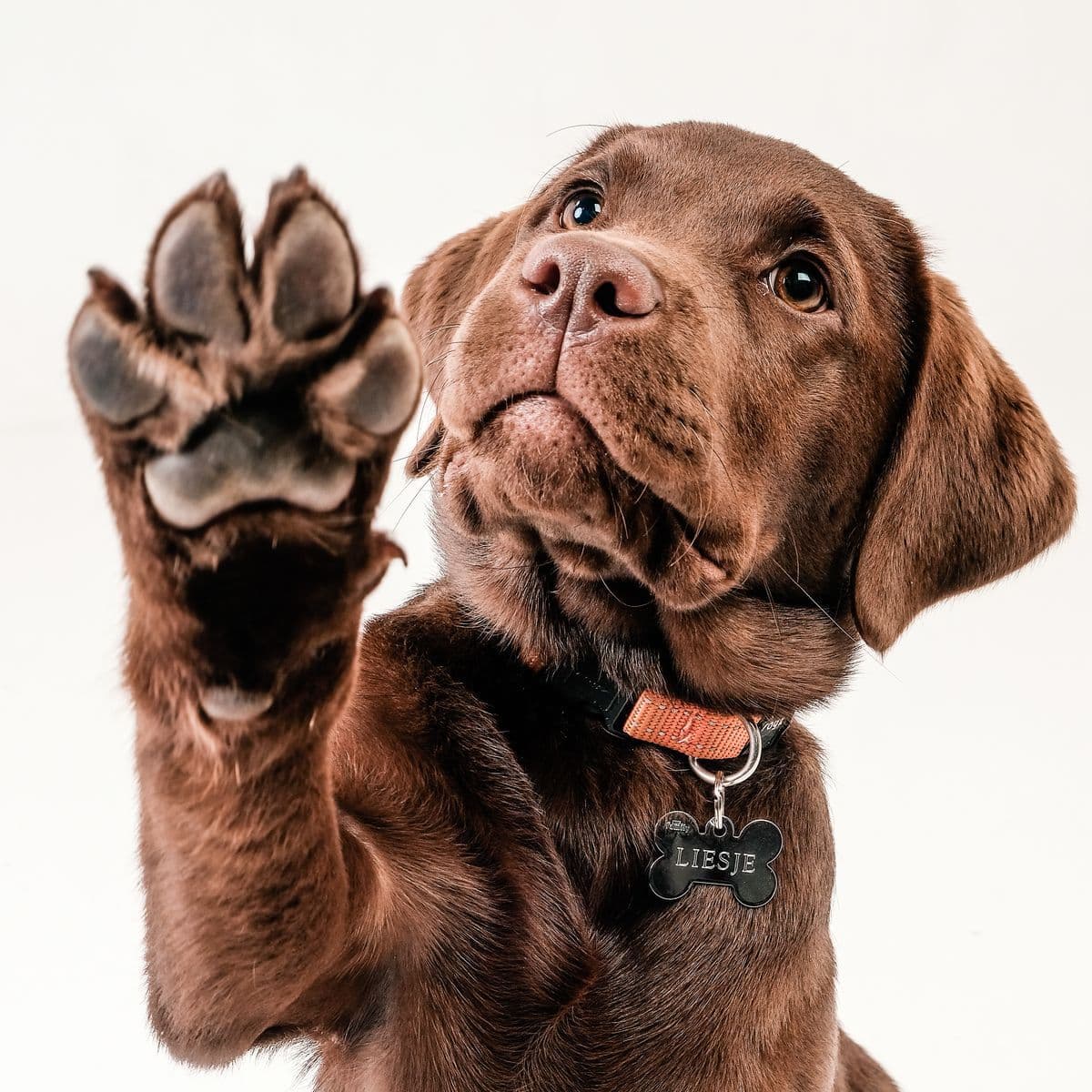 La historia de OnlyPets